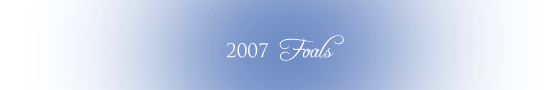 2007 Foals