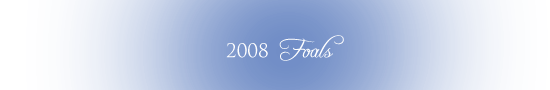 2008 Foals