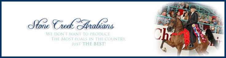 Stone Creek Arabians: "We don't want to produce the most foals in the country, just the best!"