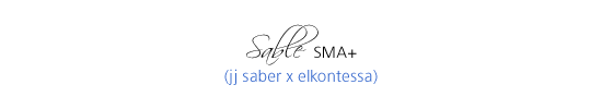 Sable SMA (JJ Saber x Elkontessa)