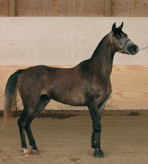 Fantasia Afire SCA