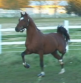 Notorious SCA (Afire Bey V x Sable SMA)