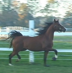Revolution SCA (Afire Bey V x Sable SMA)