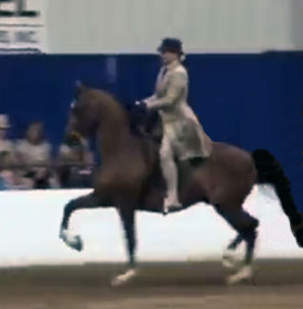 Notorious SCA (Afire Bey V x Sable SMA)