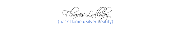Flames Lullaby (Bask Flame x Silver Beauty)