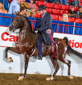 The Glenlivet SCA (Allience x Temora Lee by Cognac)