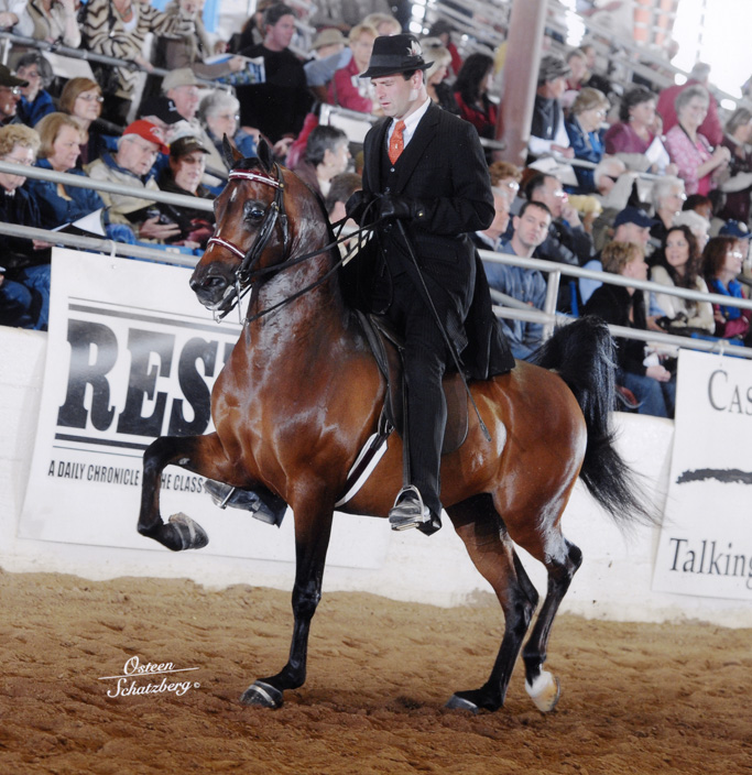 Bogota SCA (Afire Bey V x Brilliance V by Allience)