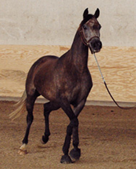 Fantasia Afire SCA (Afire Bey V x F Cognacs Fantasy by Cognac)