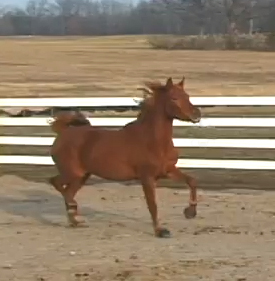 In The Red SCA (MHR Nobility x Brilliance V by Allience)