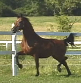 Kassandra SCA (Majesteit x Kiandra)