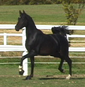 King Strut SCA (Afire Bey V x Temora Lee by Cognac)