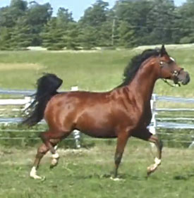 Lucy Inthesky SCA (MHR Nobility x Sable SMA)