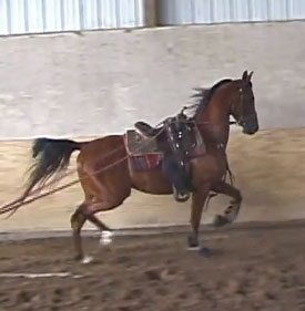 Revolution SCA (Afire Bey V x Sable SMA)