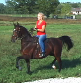 Saphire SCA (IXL Noble Express x Sable SMA by JJ Saber)