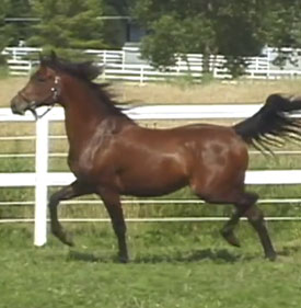 So Hott SCA (Majesteit x Sable SMA)