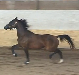 Tainted Love SCA (Afire Bey V x Temora Lee by Cognac)