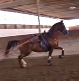 Tangled Upin Blue SCA (Afire Bey V x Temora Lee)