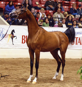 The Glenlivet SCA (Allience x Temora Lee by Cognac)
